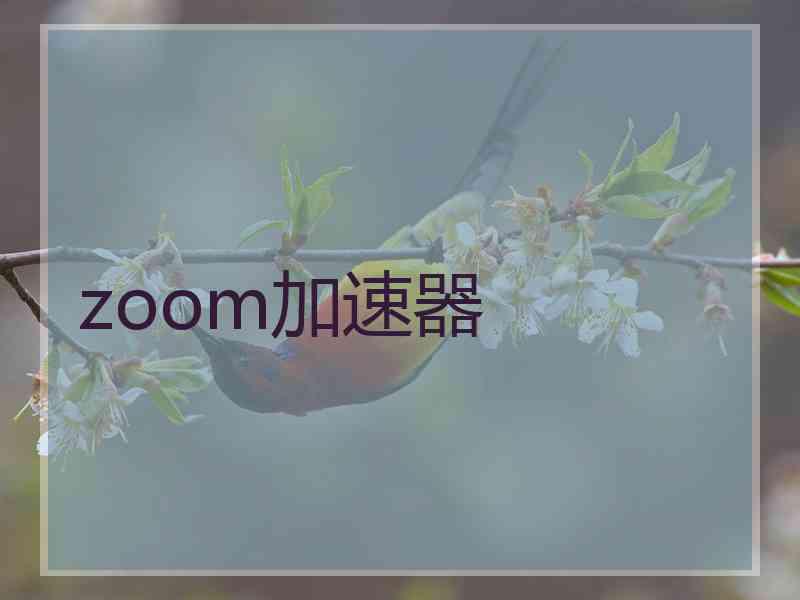 zoom加速器