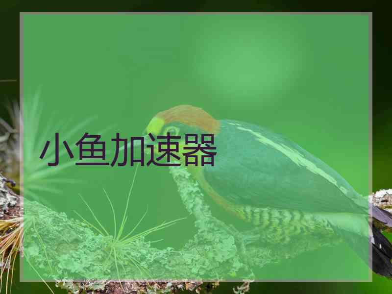 小鱼加速器