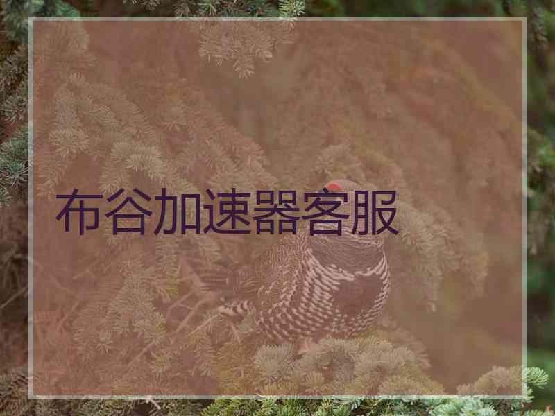 布谷加速器客服