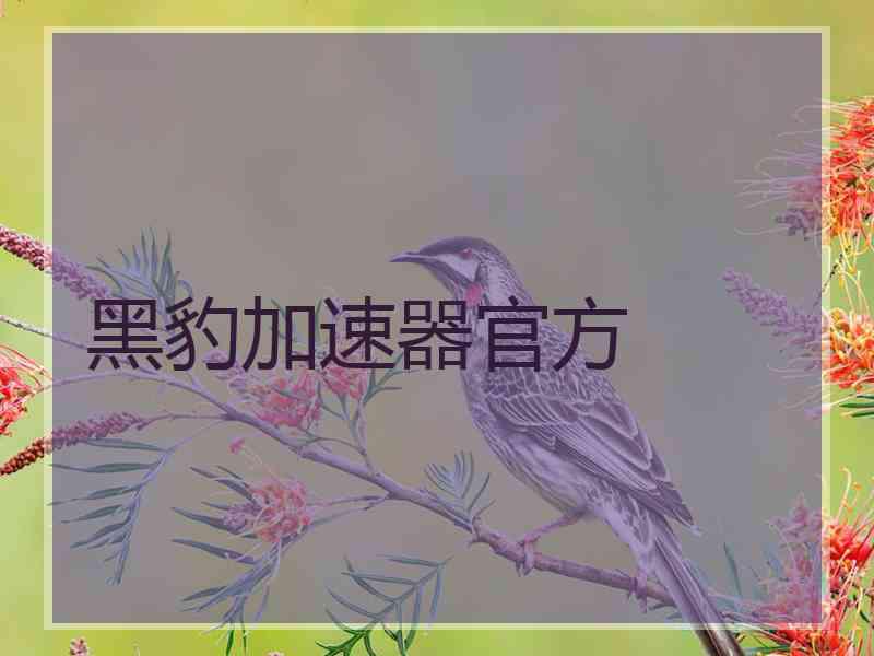 黑豹加速器官方