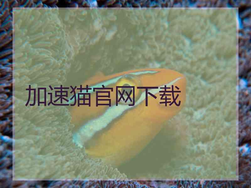 加速猫官网下载