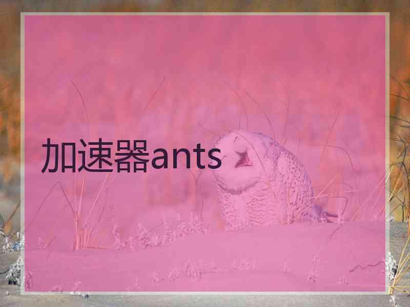 加速器ants
