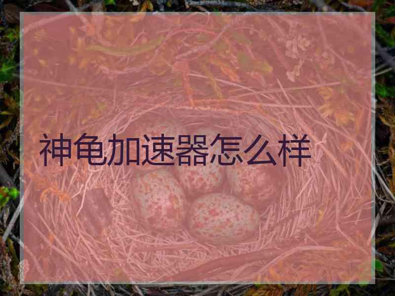 神龟加速器怎么样