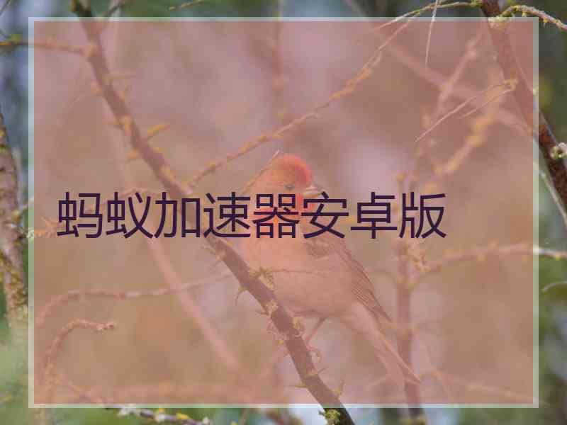 蚂蚁加速器安卓版